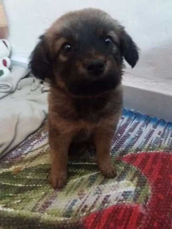Cachorro raça indefinida  idade 2 a 6 meses nome Sem nome