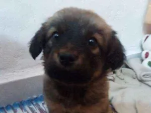 Cachorro raça indefinida  idade 2 a 6 meses nome Sem nome