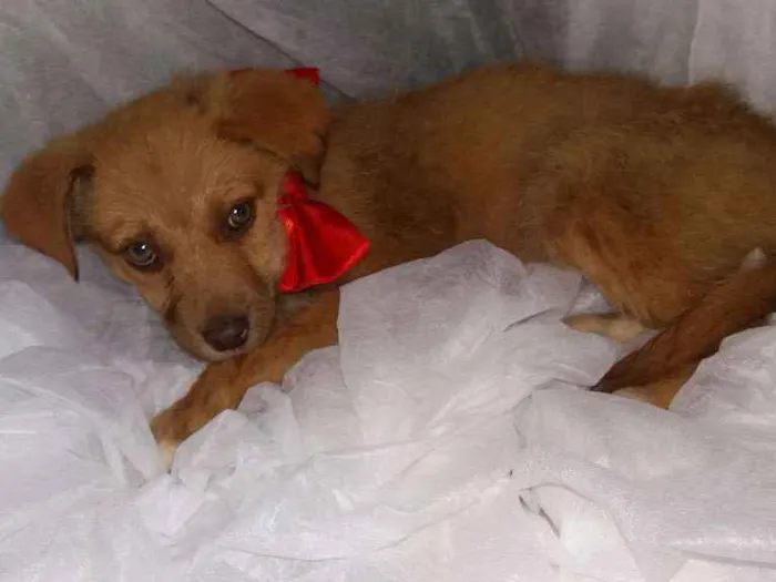 Cachorro ra a Nao sei idade Abaixo de 2 meses nome Nao tem