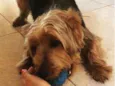 Teodor