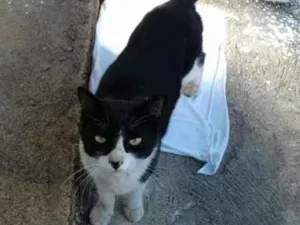 Gato raça  idade  nome Chaplin