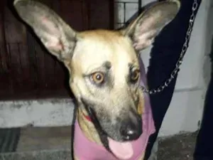 Cachorro raça SRD idade 7 a 11 meses nome Lolla