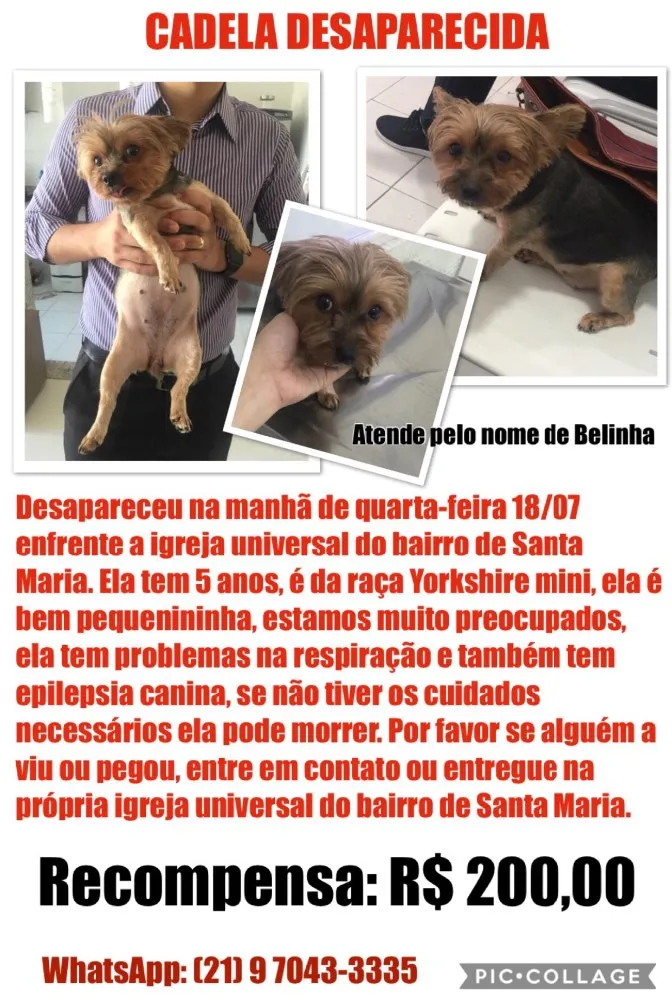 Cachorro ra a Yorkshire idade  nome Belinha 