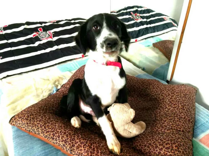 Cachorro ra a  idade 2 a 6 meses nome Yuri