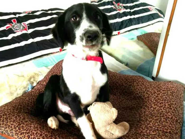 Cachorro ra a  idade 2 a 6 meses nome Yuri