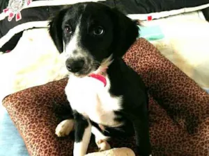 Cachorro raça  idade 2 a 6 meses nome Yuri