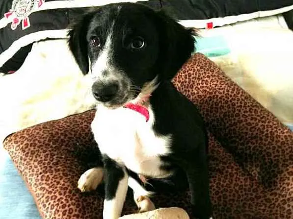 Cachorro ra a  idade 2 a 6 meses nome Yuri