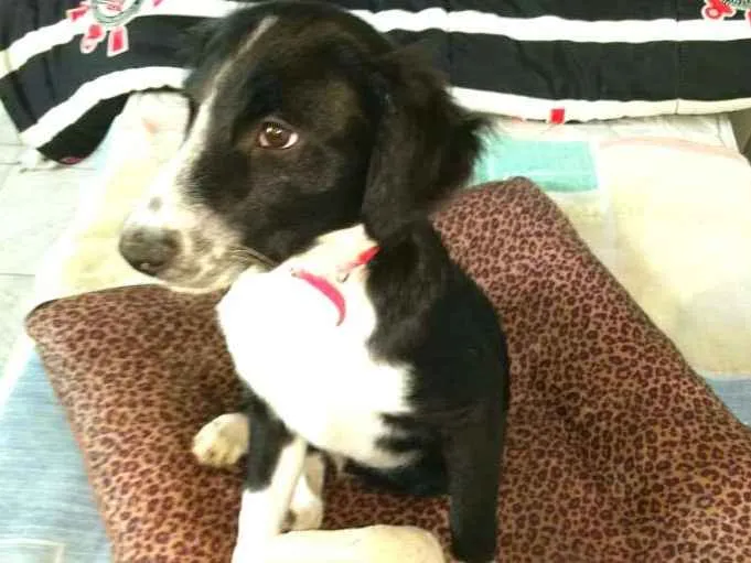 Cachorro ra a  idade 2 a 6 meses nome Yuri