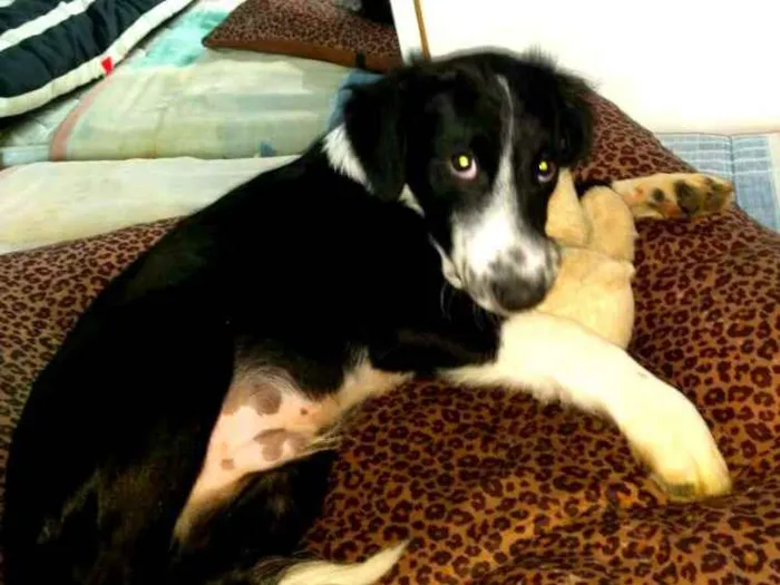 Cachorro ra a  idade 2 a 6 meses nome Yuri