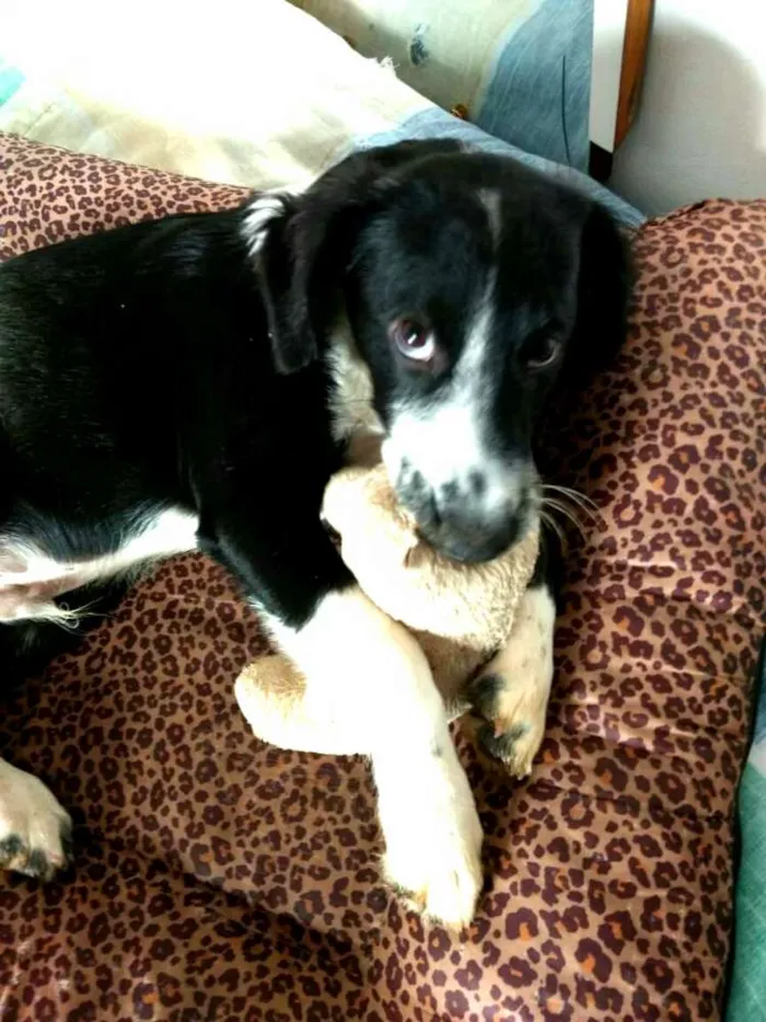 Cachorro ra a  idade 2 a 6 meses nome Yuri