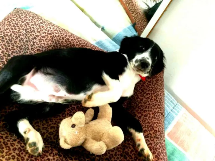 Cachorro ra a  idade 2 a 6 meses nome Yuri