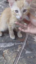 Simba