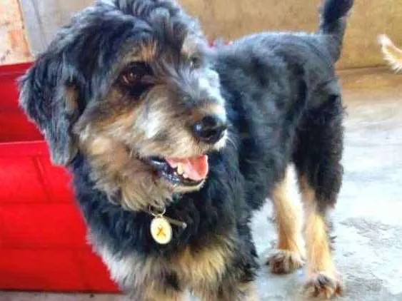 Cachorro ra a  idade 2 anos nome Boby