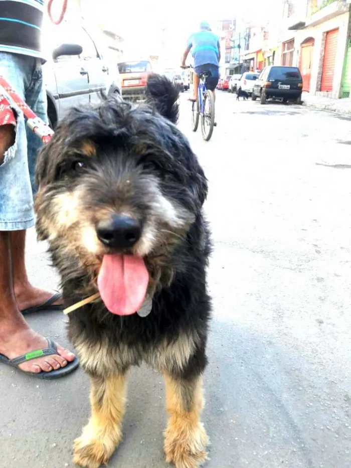 Cachorro ra a  idade 2 anos nome Boby