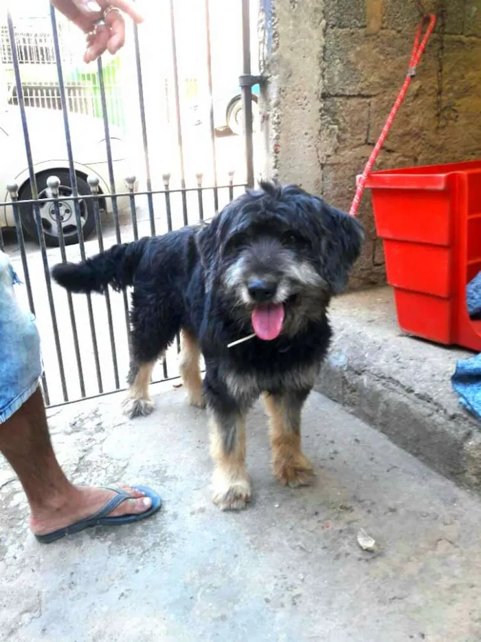 Cachorro ra a  idade 2 anos nome Boby