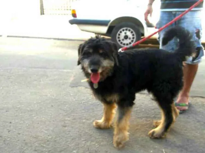 Cachorro ra a  idade 2 anos nome Boby