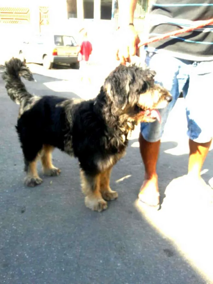 Cachorro ra a  idade 2 anos nome Boby