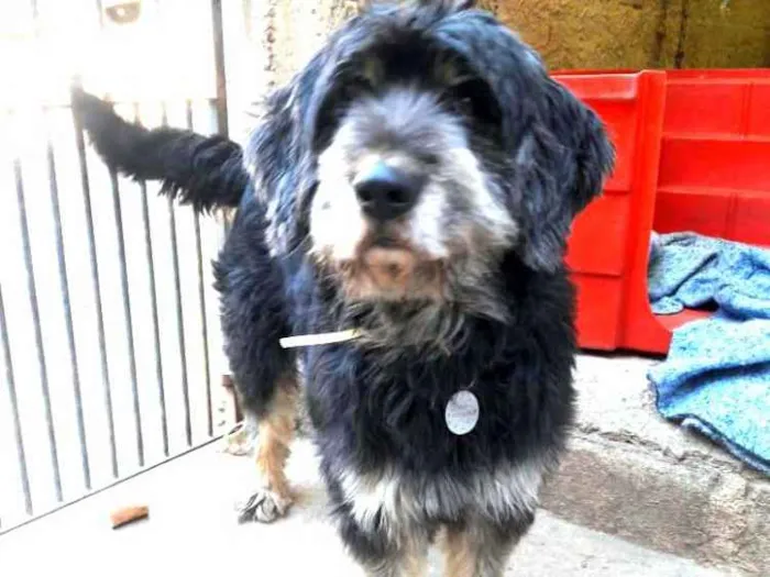 Cachorro ra a  idade 2 anos nome Boby