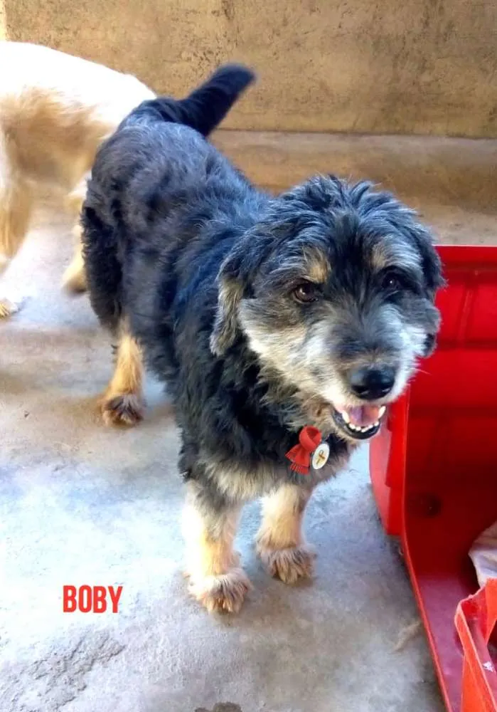Cachorro ra a  idade 2 anos nome Boby