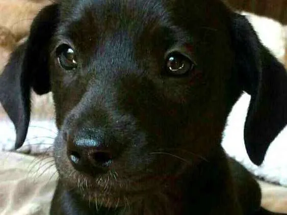 Cachorro ra a  idade 2 a 6 meses nome Teka