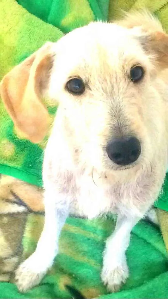 Cachorro ra a  idade 1 ano nome Amora