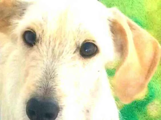 Cachorro ra a  idade 1 ano nome Amora