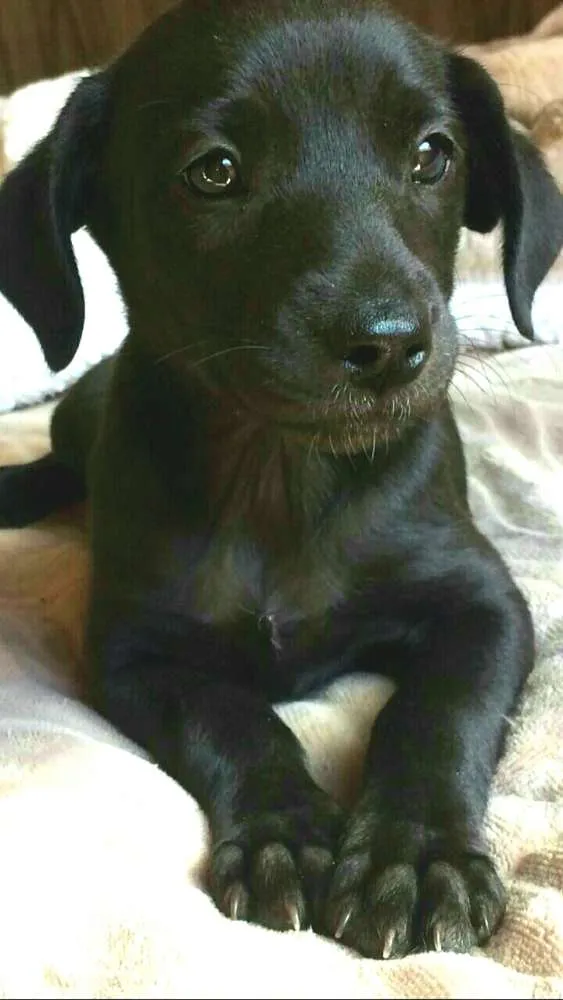 Cachorro ra a  idade 2 a 6 meses nome Teka