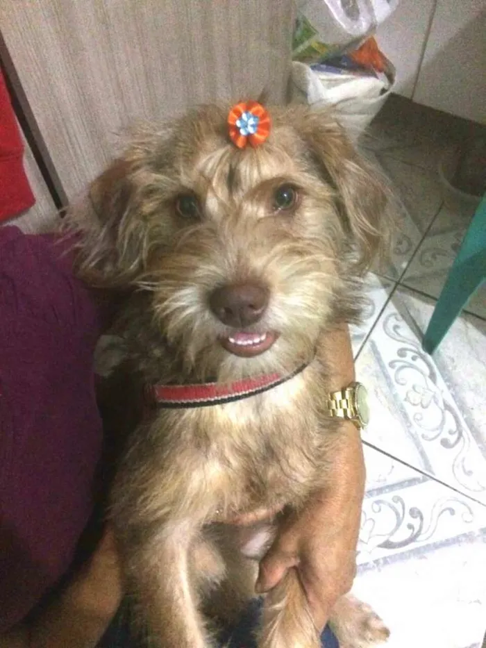 Cachorro ra a  idade 1 ano nome Lolla