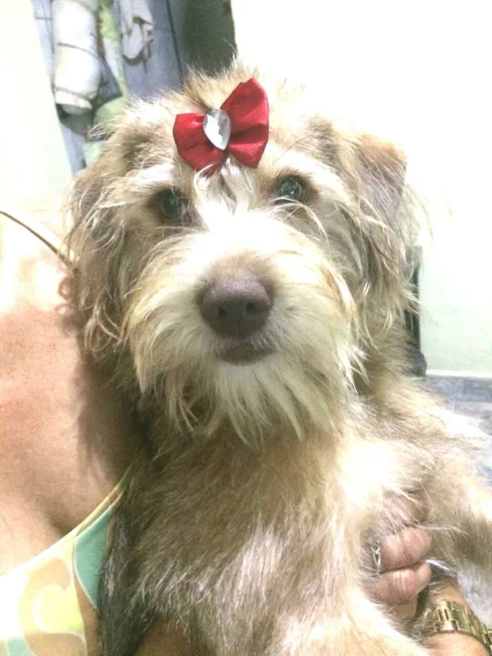 Cachorro ra a  idade 1 ano nome Lolla
