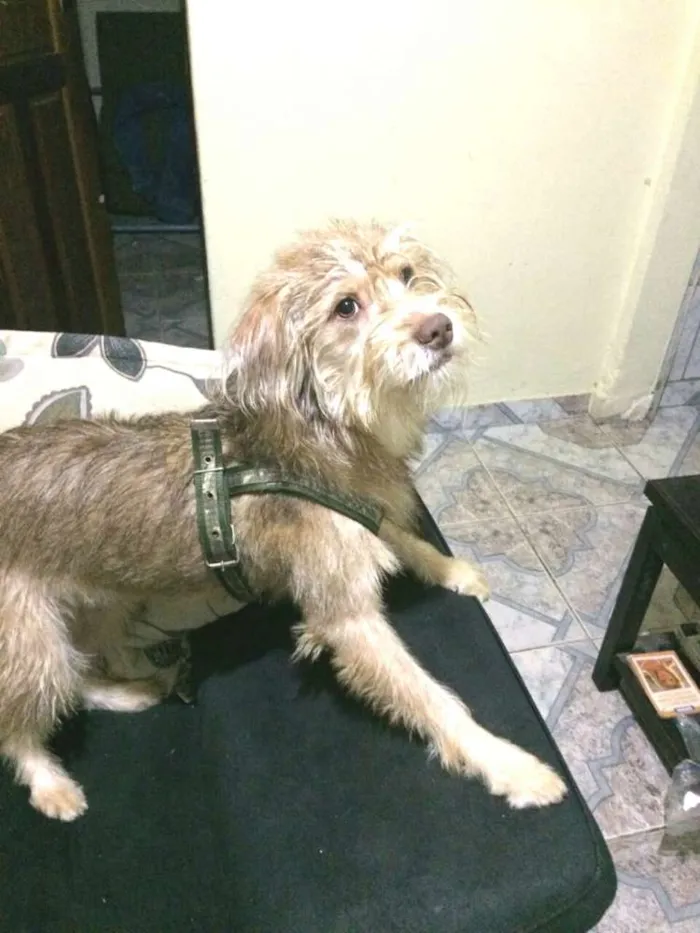 Cachorro ra a  idade 1 ano nome Lolla