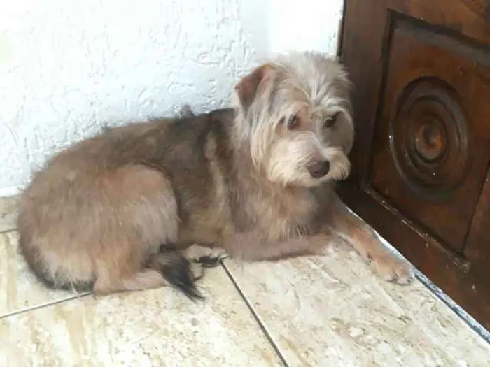 Cachorro ra a  idade 1 ano nome Lolla