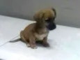 Pitoquinho