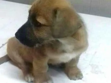 Cachorro ra a  idade 2 a 6 meses nome Pitoquinho 