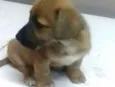 Pitoquinho
