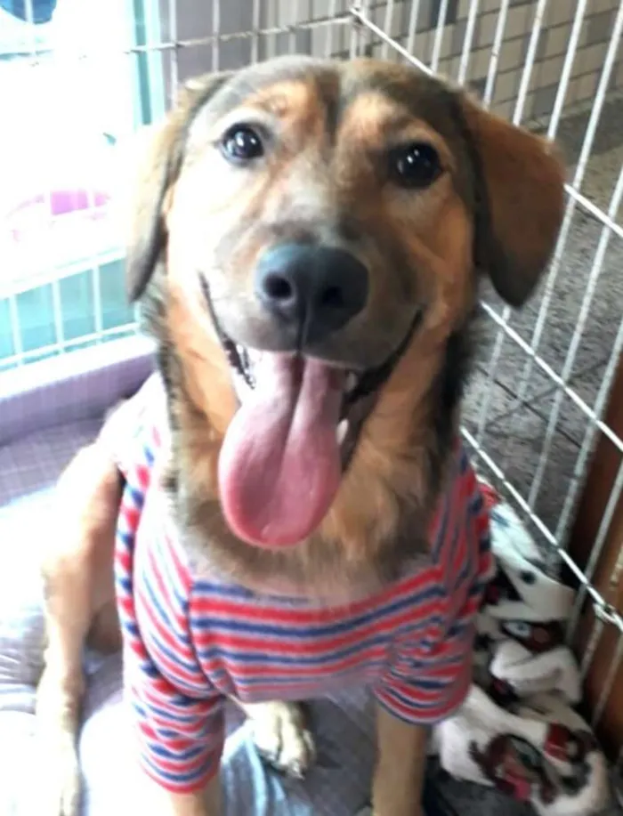 Cachorro ra a Sem raça definida idade 7 a 11 meses nome Eddie