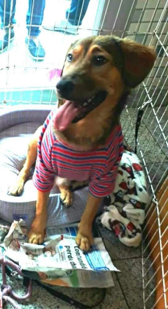 Cachorro ra a Sem raça definida idade 7 a 11 meses nome Eddie