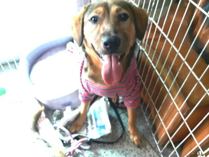 Cachorro ra a Sem raça definida idade 7 a 11 meses nome Eddie