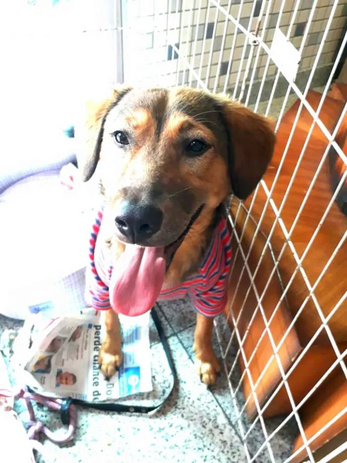 Cachorro ra a Sem raça definida idade 7 a 11 meses nome Eddie
