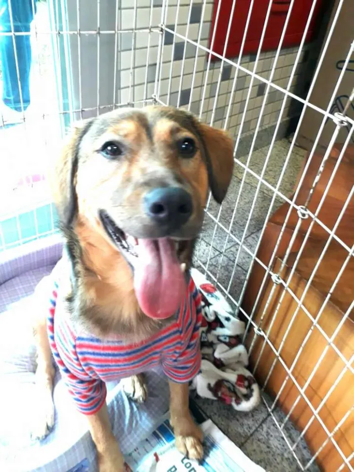 Cachorro ra a Sem raça definida idade 7 a 11 meses nome Eddie