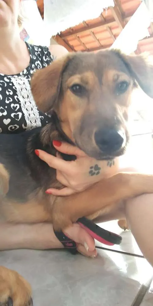 Cachorro ra a Sem raça definida idade 7 a 11 meses nome Eddie