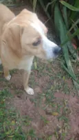 Tetê 