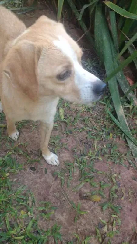 Cachorro ra a srd idade 1 ano nome Tetê 