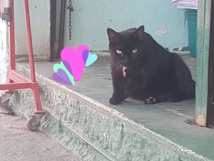 Gato raça SRD idade 1 ano nome Black