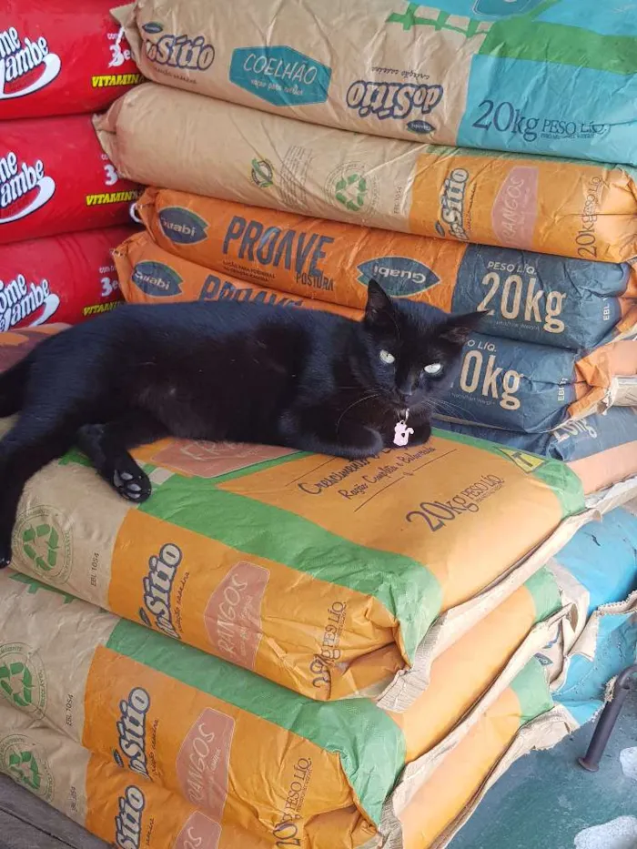 Gato raça SRD idade 1 ano nome Black