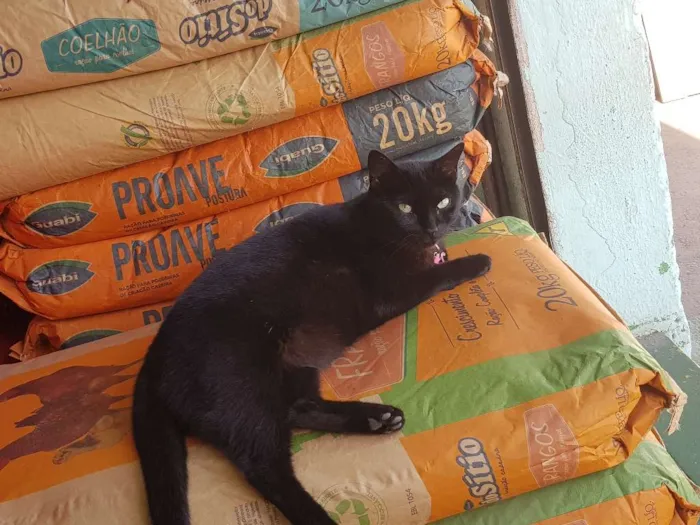 Gato raça SRD idade 1 ano nome Black