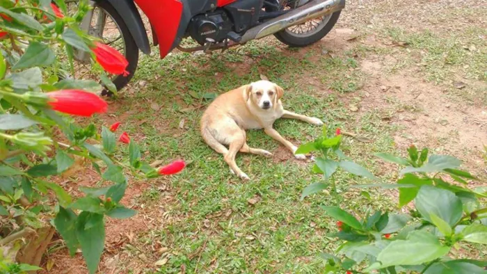Cachorro ra a srd idade 1 ano nome Tetê 