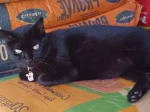 Gato raça SRD idade 1 ano nome Black