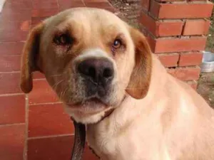 Cachorro raça Labrador idade 4 anos nome Johnny