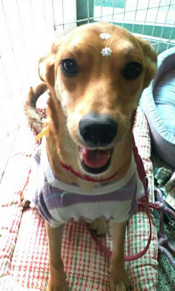 Cachorro ra a Sem raça definida idade 7 a 11 meses nome Clara