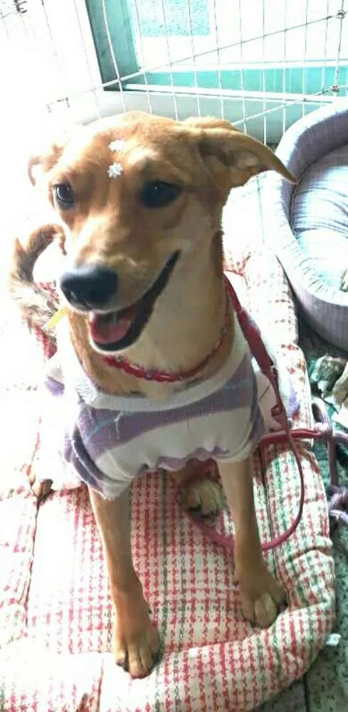 Cachorro ra a Sem raça definida idade 7 a 11 meses nome Clara